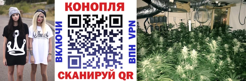 наркота Ершов Шишки марихуана OG Kush